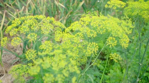 Background with dill umbel close-up. garden plant. 스톡 동영상 244858228