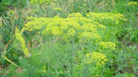 Background with dill umbel close-up. garden plant. 스톡 동영상 244858233