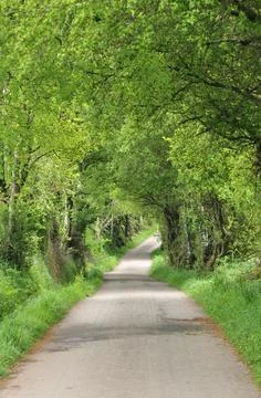 Background of a dirt path with tree tunnel Stock Photos