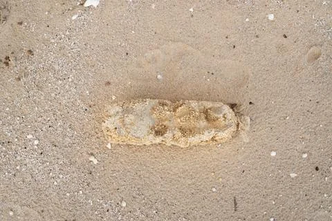 Background, dirty sand, old float in shells. Stock Photos