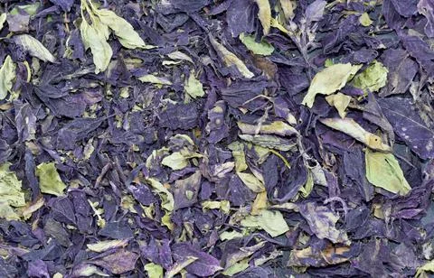 Background of dried basil leaves. Top view, close-up Stock Photos
