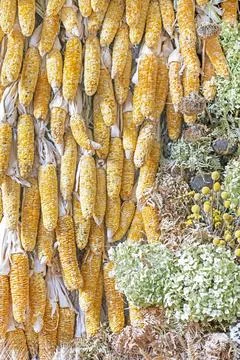 Background of dried corn cobs with flowers and wheat stalks Fotos de archivo