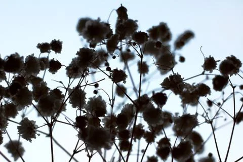 Background of dried flowers Stock Photos