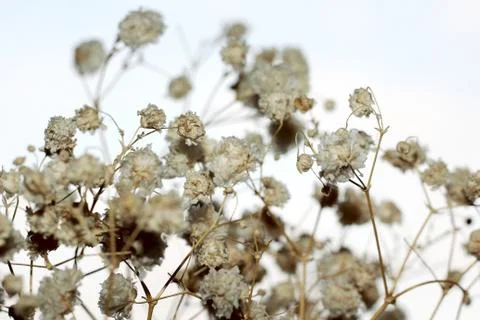 Background of dried flowers Stock Photos