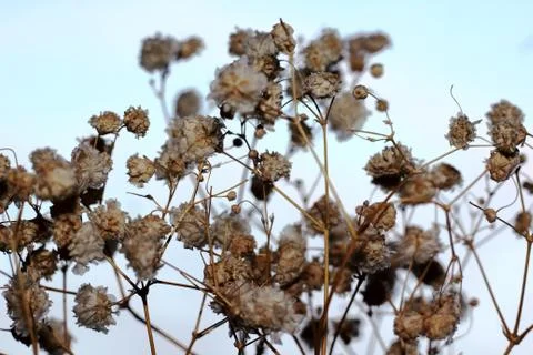 Background of dried flowers Stock Photos