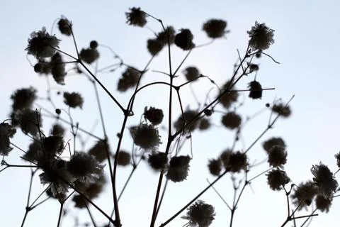 Background of dried flowers Stock Photos