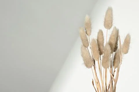 Background with dried grass plants Stock Photos