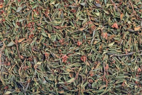 Background of dried herb Stock Photos