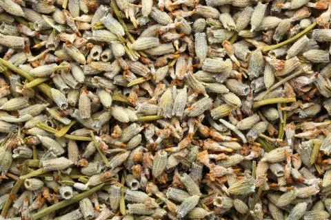 Background of dried Lavender seeds Stock Photos