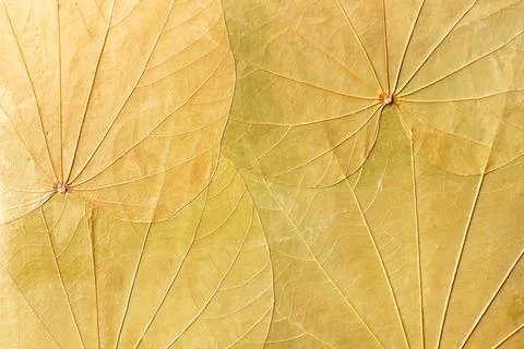 Background of dried leaves in a close up view Stock Photos