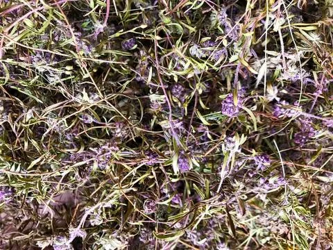 Background - Dried medicinal herb of thyme. Stock Photos