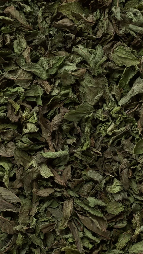 Background of dried mint leaves. Vertical video. Stock Footage 279770160