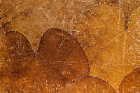Background from dried old leaves of rusty color 库存照片