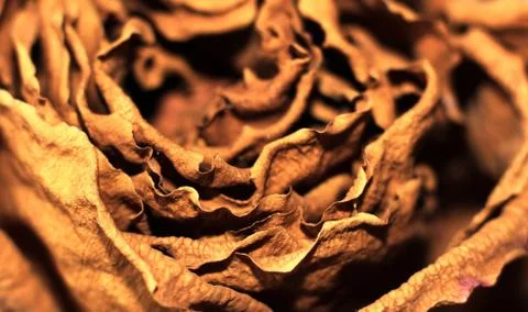 Background of dried rose petals Stock Photos