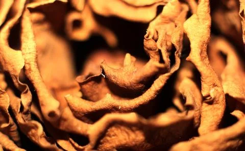 Background of dried rose petals Stock Photos