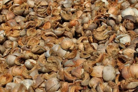 Background of dried spathe coconut Stock Photos