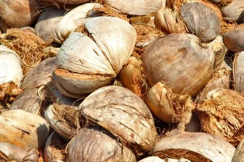 Background of dried spathe coconut Stock Photos