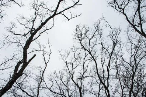 Background of dried tree branches dying with sky Stock Photos