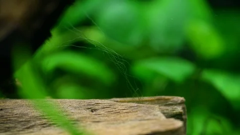 Background: driftwood with algae in an aquarium with macro bubbles Stock Footage 118269233