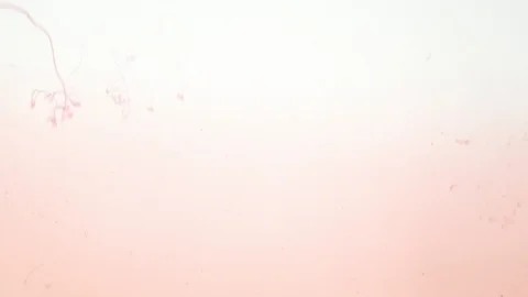 Background drop blood Stock Footage 99988206