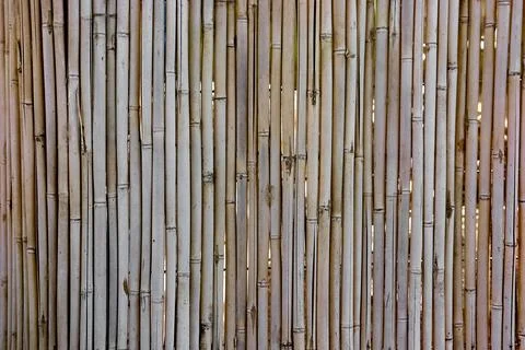 Background of dry bamboo arranged vertically Stock Photos