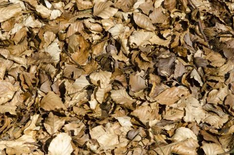 Background with dry beech leaves Stock Photos