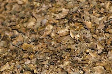 Background with dry beech leaves Foto stock