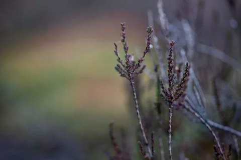 Background dry branches in front of the green moss Stock Photos