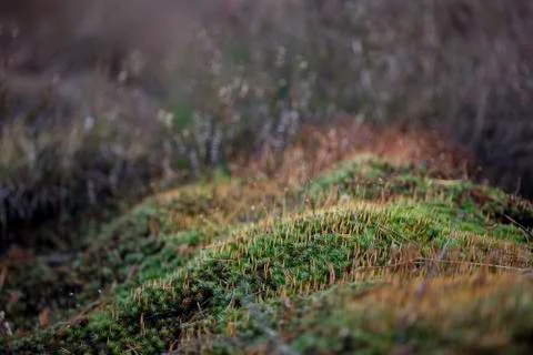 Background dry branches in front of the green moss Stock Photos