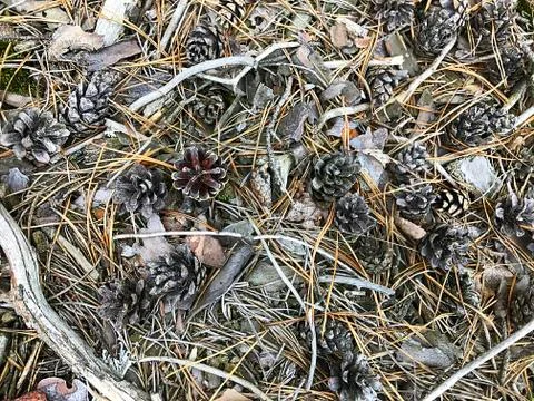 Background - dry branches, pine needles, cones, grass, bark. Foto stock