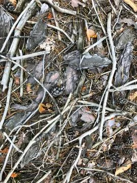 Background - dry branches, pine needles, cones, grass, bark. Stock Photos