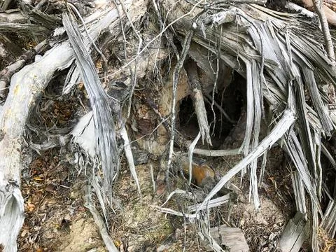 Background - dry branches, pine needles, cones, grass, bark. Stock Photos
