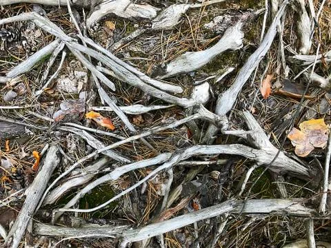 Background - dry branches, pine needles, cones, grass, bark. Stock Photos