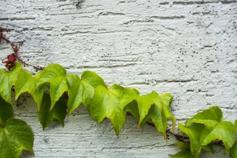 A background with dry brown and  light green fresh grape branches and leaves  Foto stock
