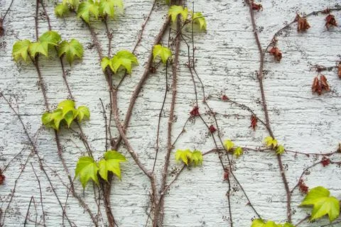 A background with dry brown and  light green fresh grape branches and leaves  Stock-Fotos