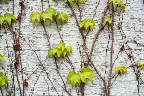 A background with dry brown and  light green fresh grape branches and leaves  Stock Photos