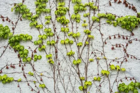 A background with dry brown and  light green fresh grape branches and leaves  Stock Photos