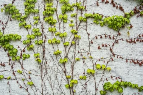 A background with dry brown and light green fresh grape branches and leaves r Stock Photos