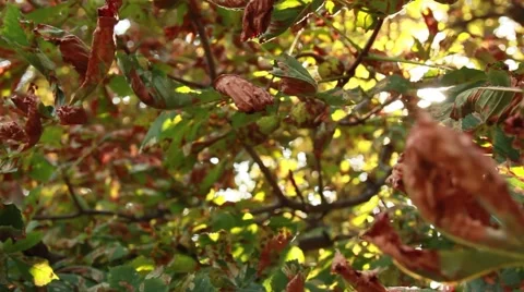 Background dry chestnut leaves Stock Footage 50374631