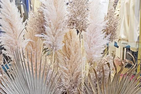 Background of dry dried herbs. Ecodesign Stock Photos