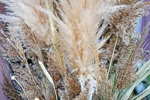 Background of dry dried herbs. Ecodesign Stock Photos
