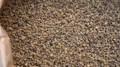 Background of dry fodder beet seeds Stock Footage 125189956