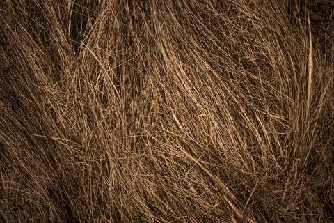 Background from dry grass. Background for design. Place for text. Stock Photos