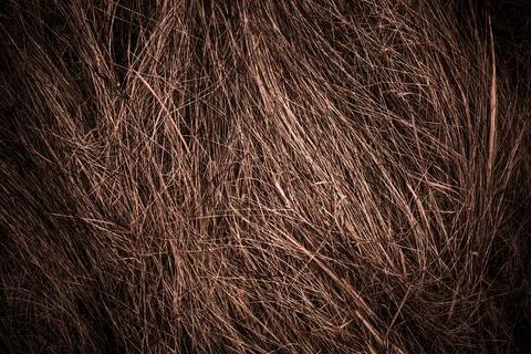 Background from dry grass. Background for design. Place for text. Stock Photos