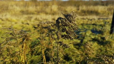 Background of dry grass in a field in nature. Dried wild cumin Stock Footage 306062323