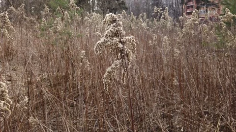 Background of dry grass Stock-Footage 127287253