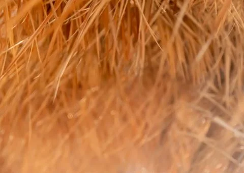 Background of the dry grass hanging from the ceiling. Selective focus. Stock Photos