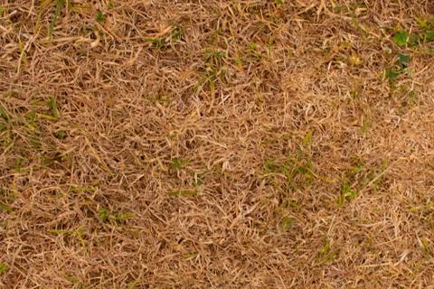 Background of dry grass 스톡 사진