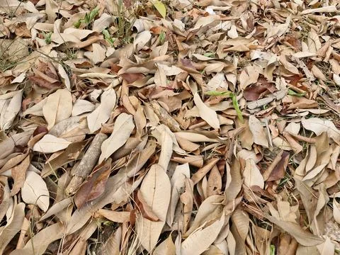 Background of dry grass Stock Photos