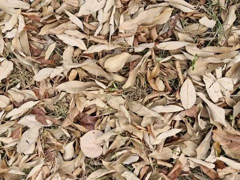 Background of dry grass Stock Photos